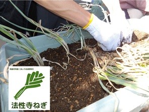 法性寺ねぎの有機栽培』 ボランティア募集